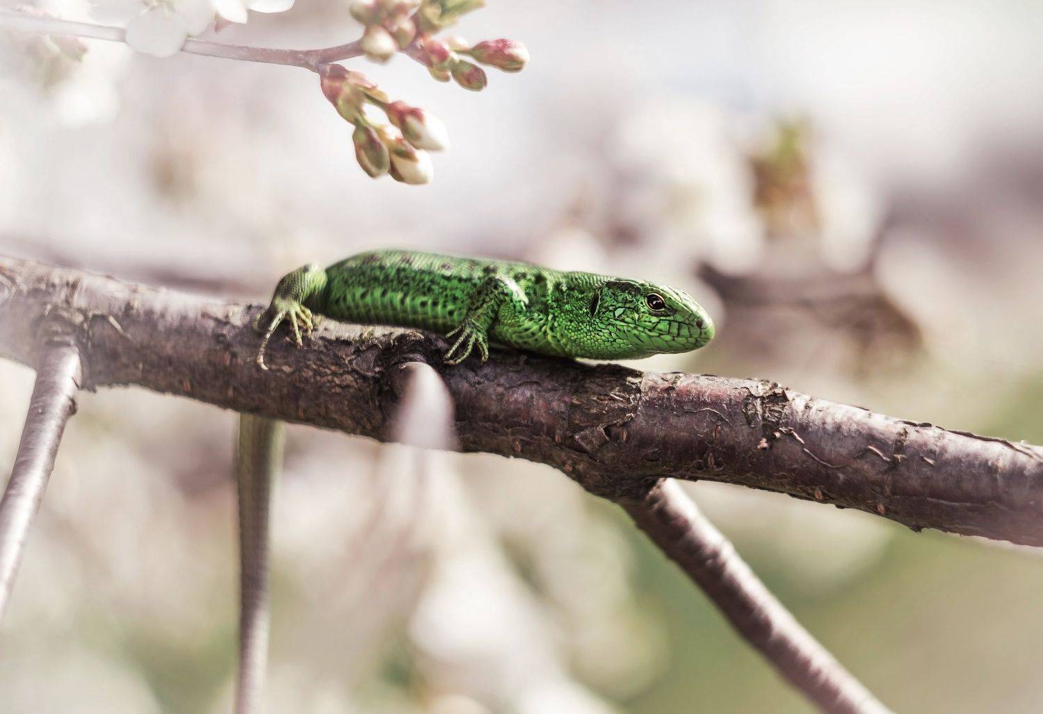, Лапшина Владлена