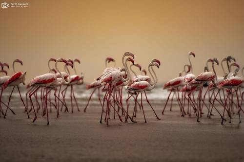 Greater Flamingo
