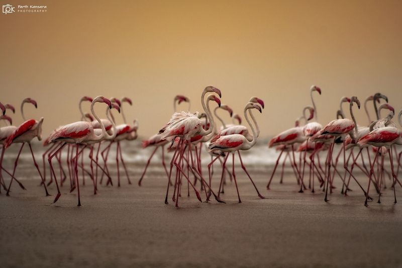 greater flamongo, grk, greater rann of kutch, nature, phoenicopteridae, 35awards, 35photo, wildlife, bird, birds, birds of india, parth, parth kansara, parth kansara wildlife, indian wildlife, photo, photography, kutch, natures, birds of kutch, nakhatrana Greater Flamingo фото превью
