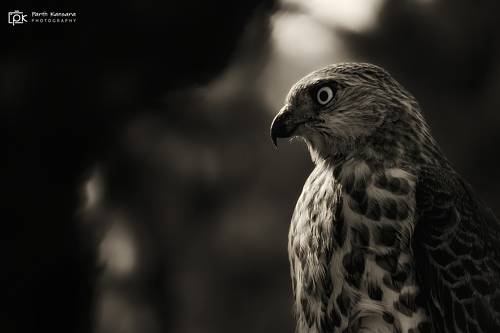 Shikra