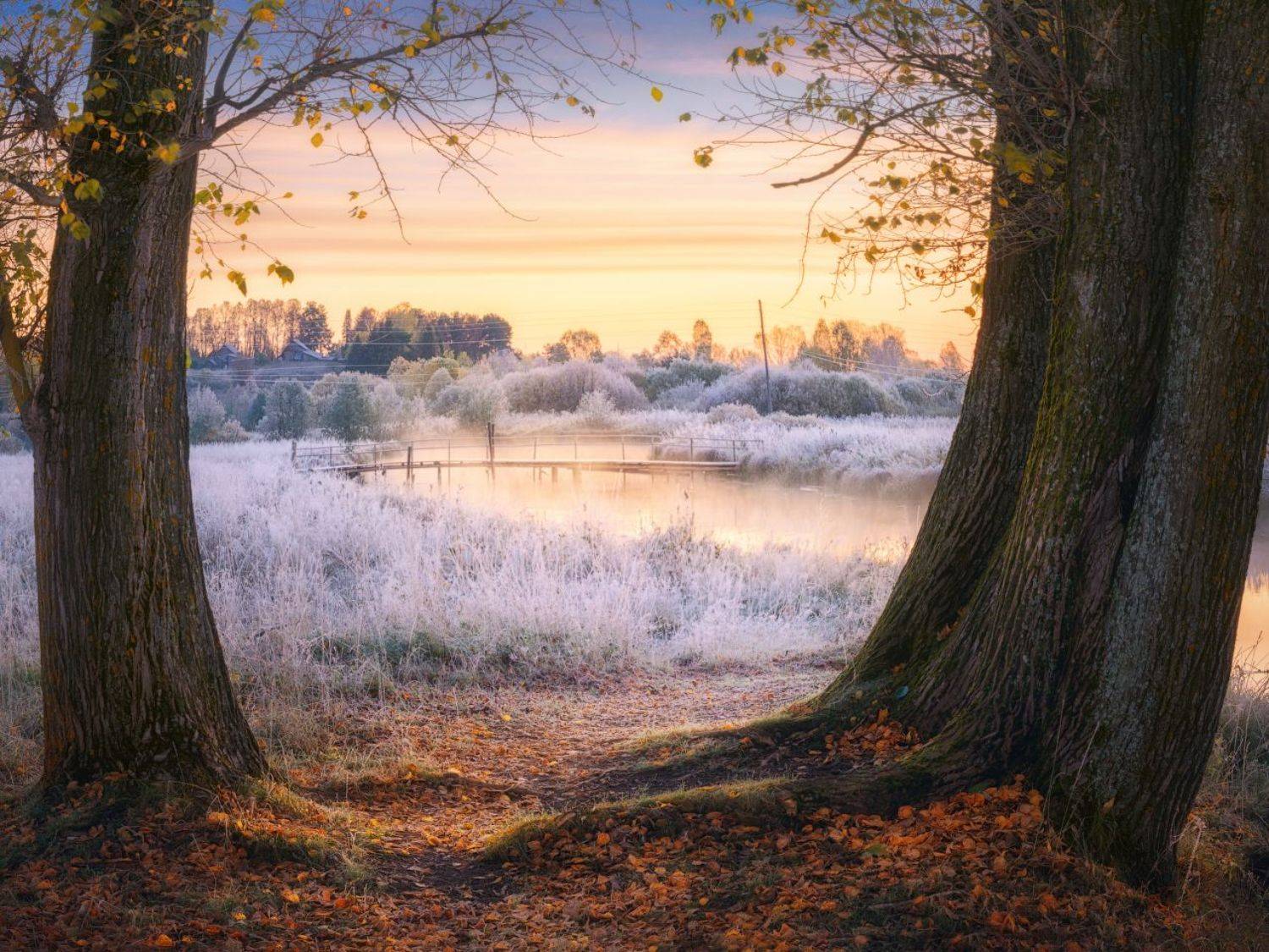 , Дмитрий Медянцев