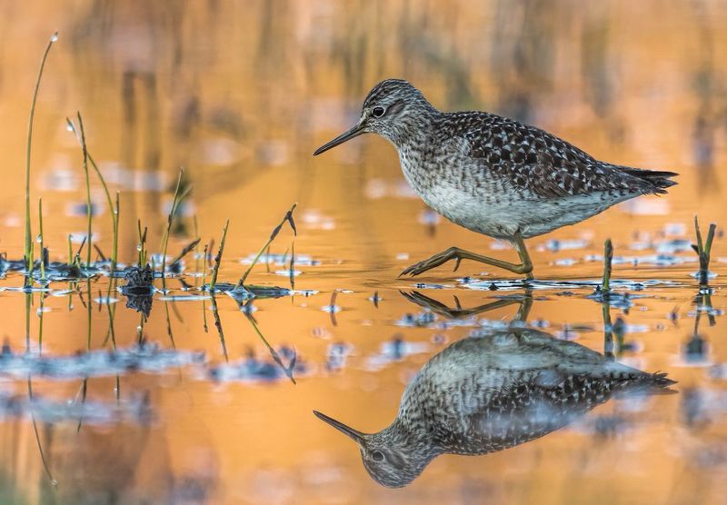 Łęczak (Tringa glareola) фото превью
