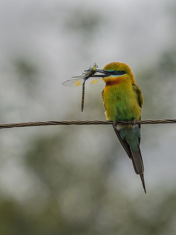 Green bee eater with dragon fly фото превью