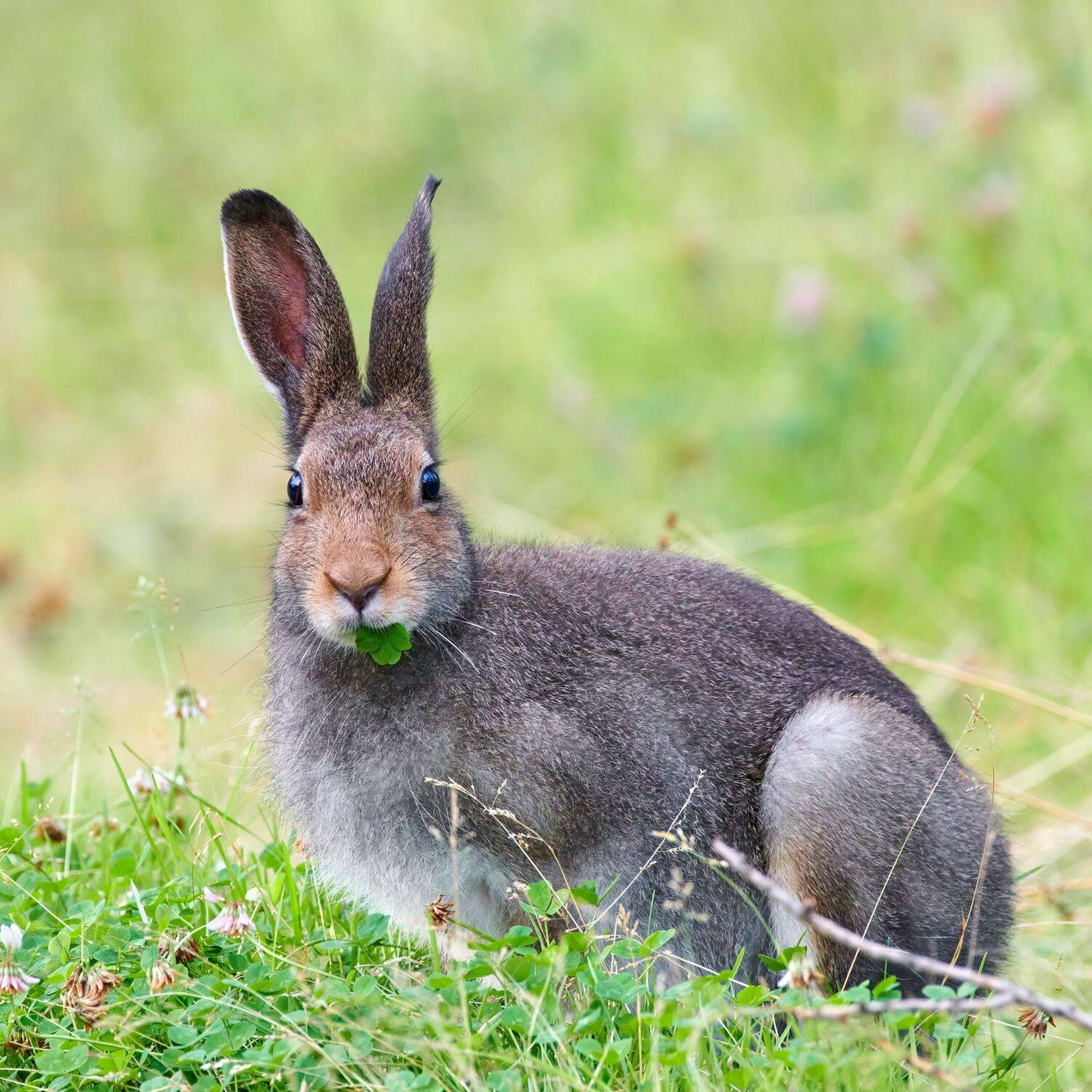#animal #wildlife #nature #wildlife_photography, Александр Семенов