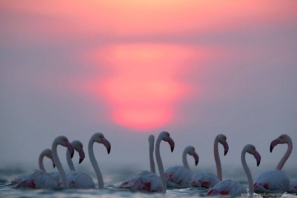 Greater flamingos, Dr Ajay Kumar Singh