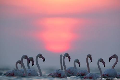 Greater flamingos
