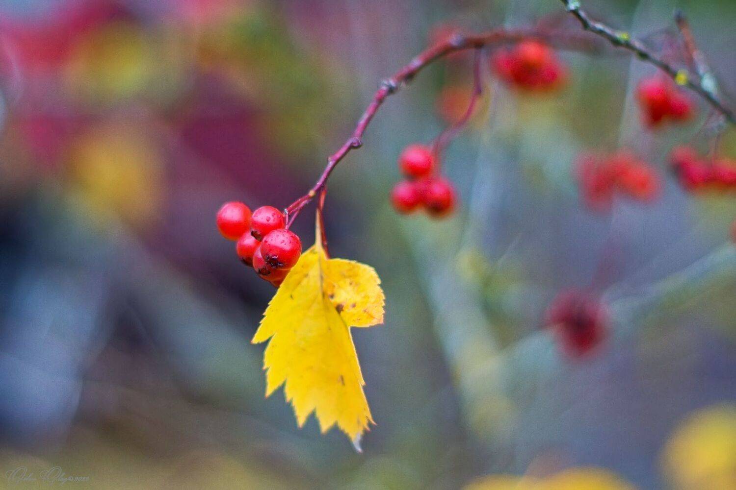 , Орлов Олег