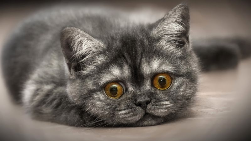 Кото-фото фото превью