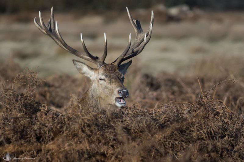 slacker фото превью