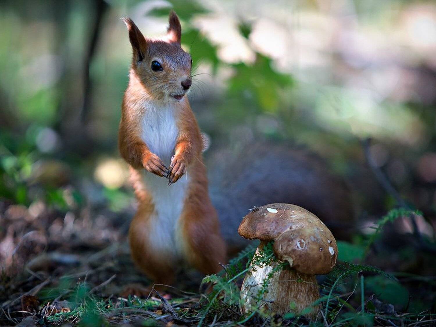 , Юрий Сорокин