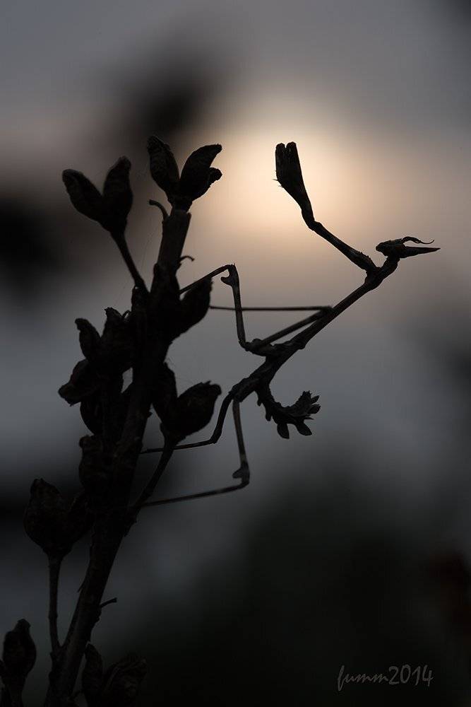 , Игорь ФУММ