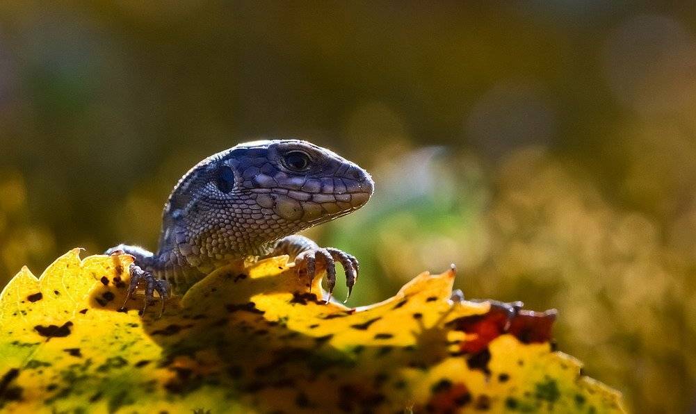 , Вячеслав Мищенко