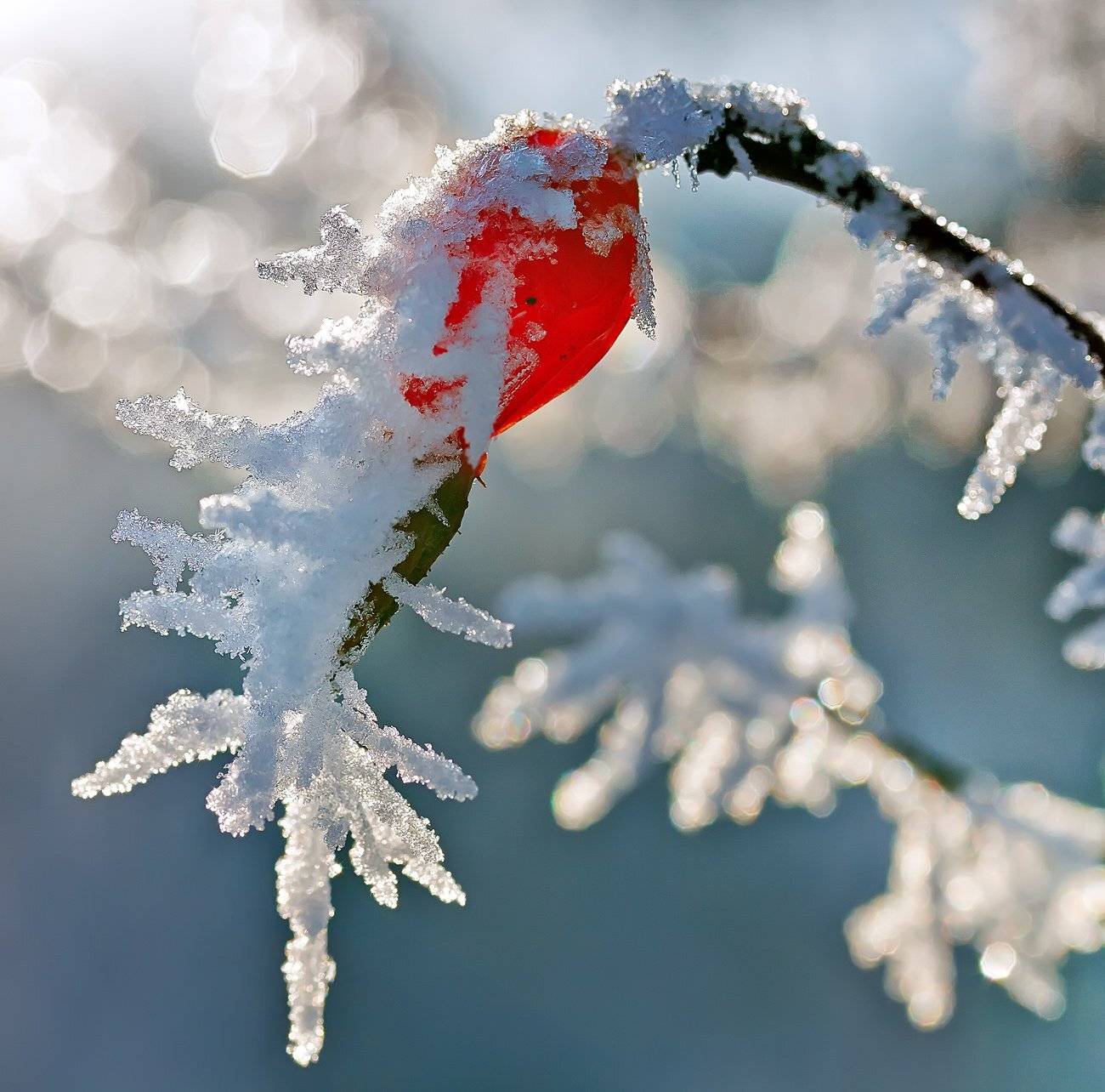 , Качурин Алексей