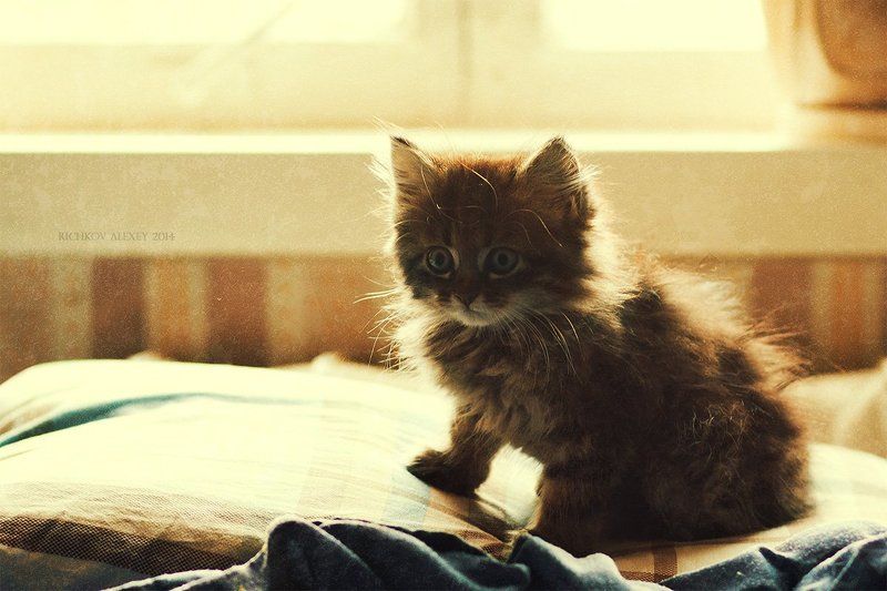 Котейка фото превью