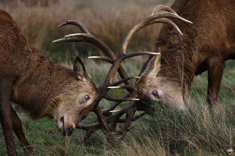 ... фото превью