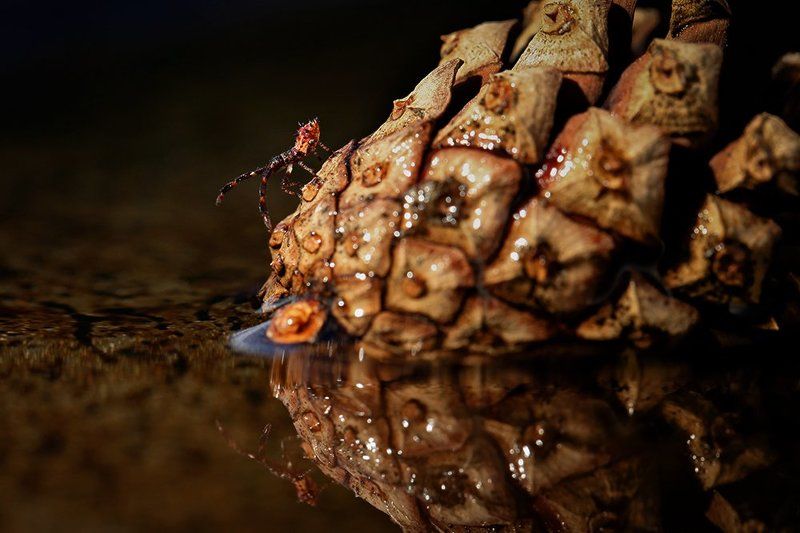 Coleopteran фото превью