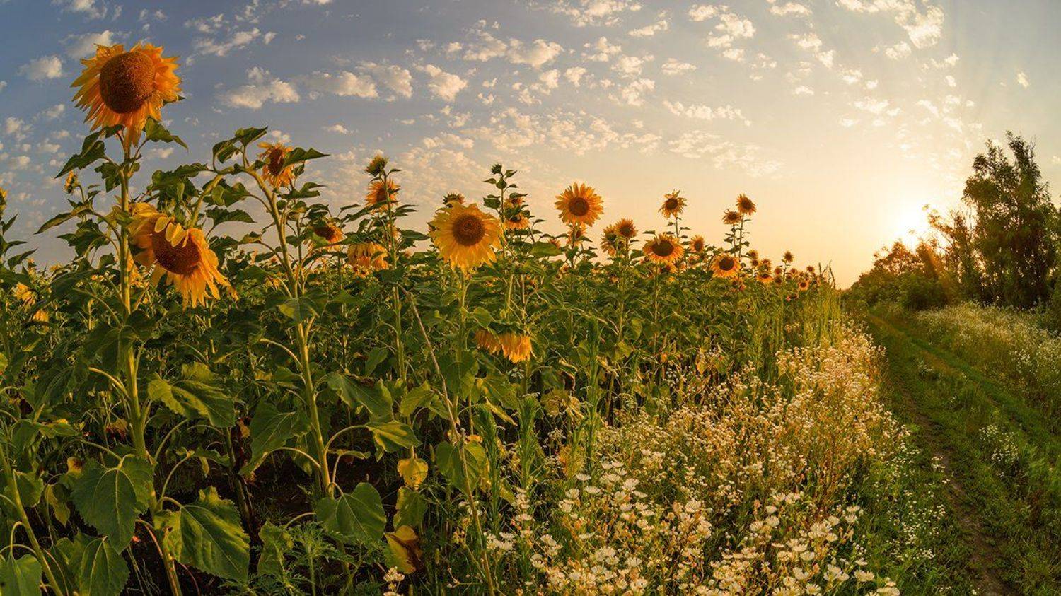 , Alexander Plekhanov