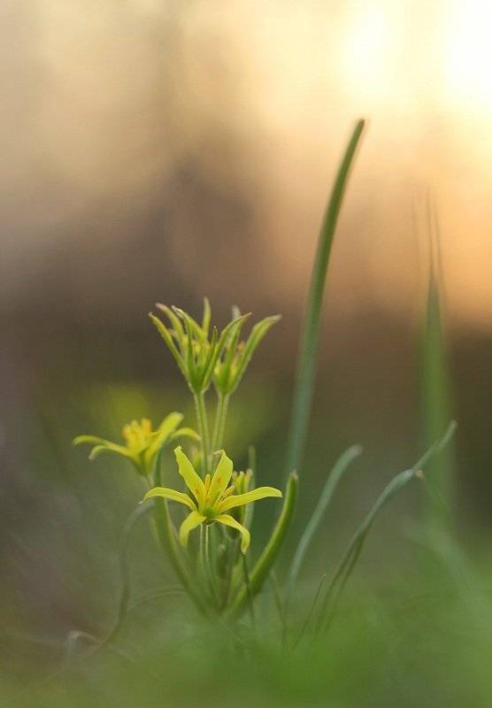, Александр Журавлёв