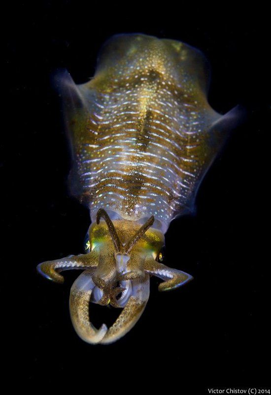 Underwater, Кальмар Любопытствующий фото превью