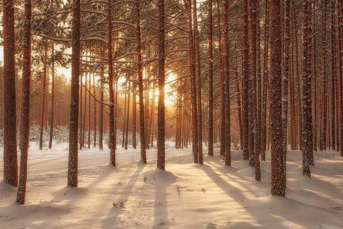 Winter light