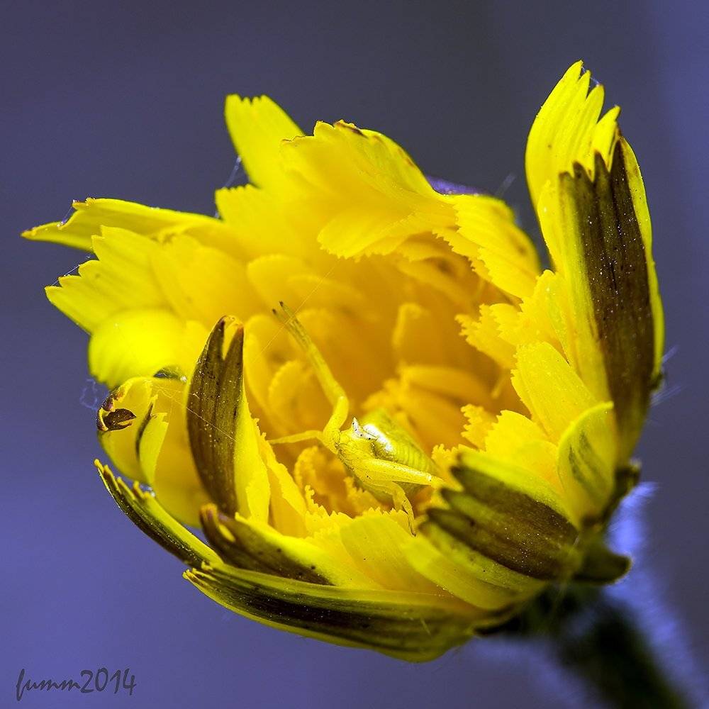 , Игорь ФУММ