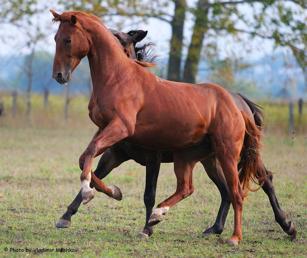 Young Trakens. German breed of horses.. Автор: © =Vladimir Meshkov= , © =Vladimir Meshkov=