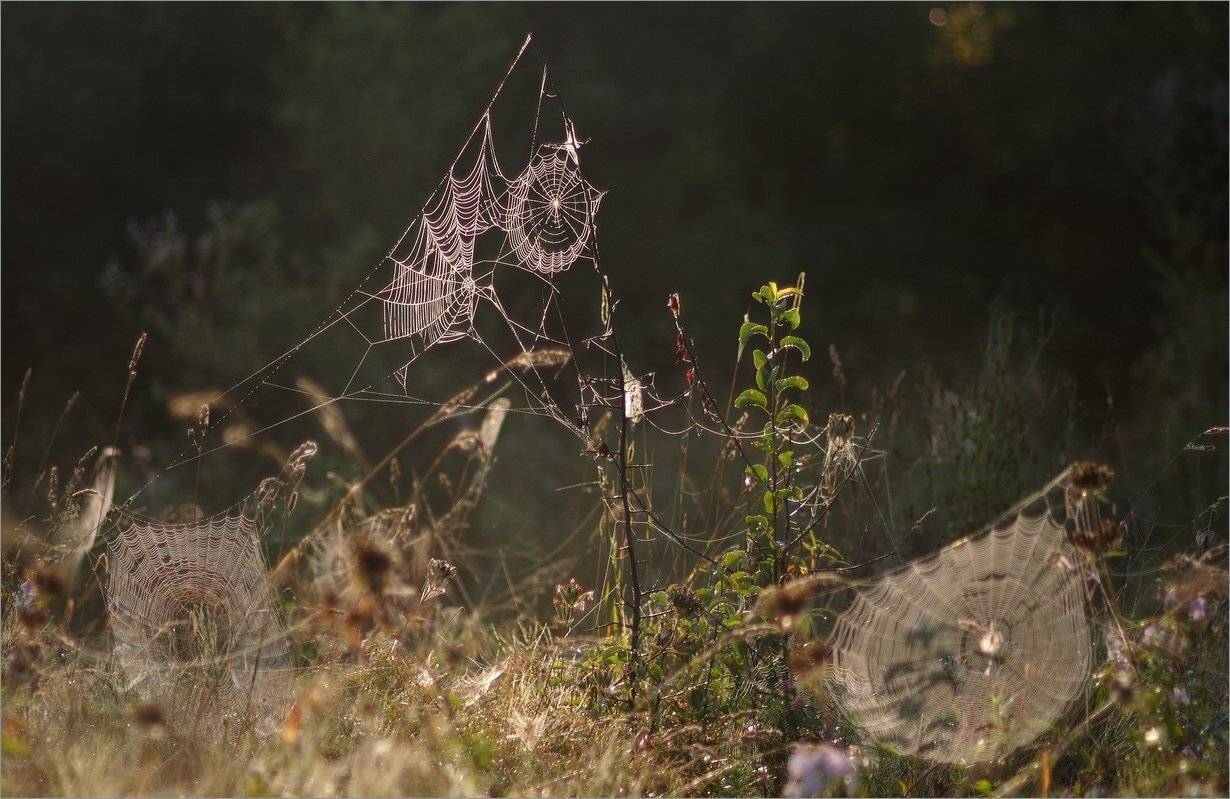 , Николай Шахманцир