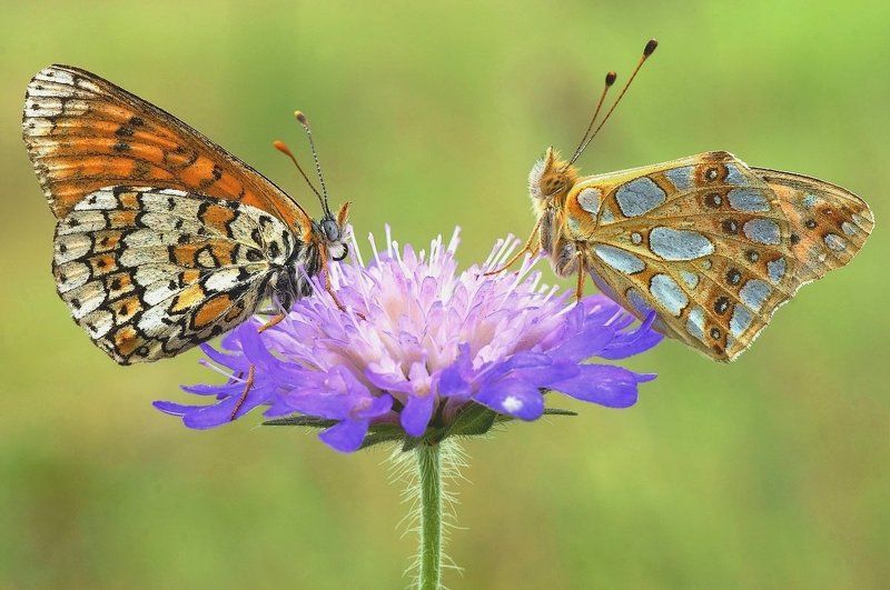 ):( фото превью