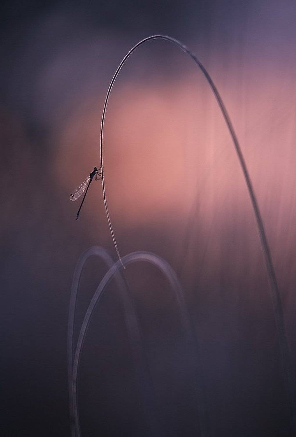 , Вячеслав Мищенко