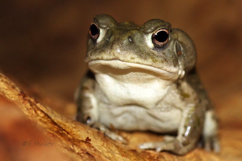 Bufo alvarius, Colorado River toad, Амфибии, Жаба, Жаба колорадская, Лягушка Colorado River toad,Жаба колорадская - Bufo alvarius фото превью