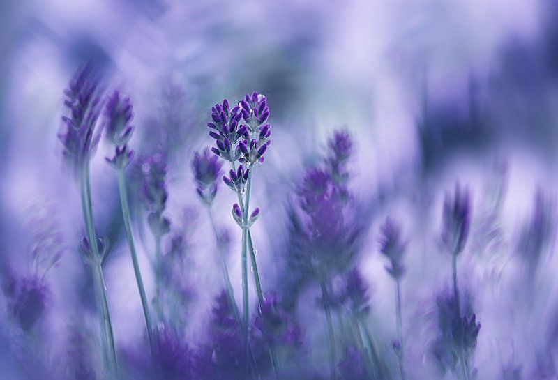 lavender dream фото превью