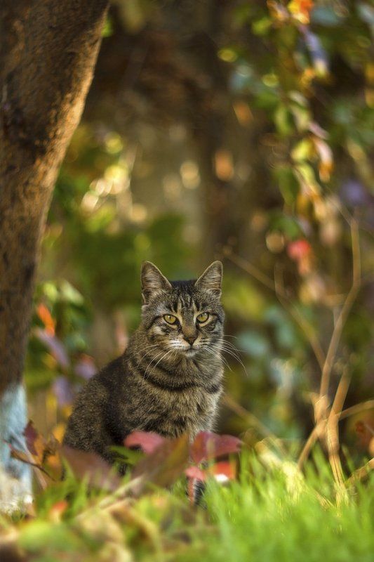 животные, кошки, осень, cat, crimea Ничейный кот и осень фото превью
