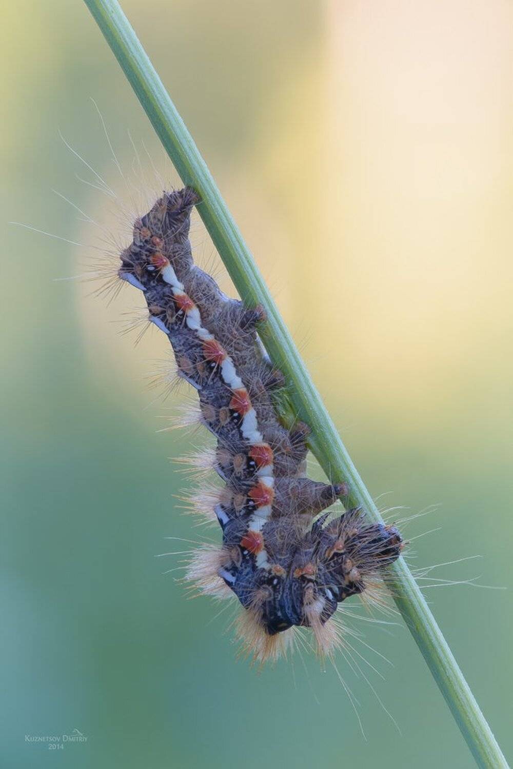 , Кузнецов Дмитрий