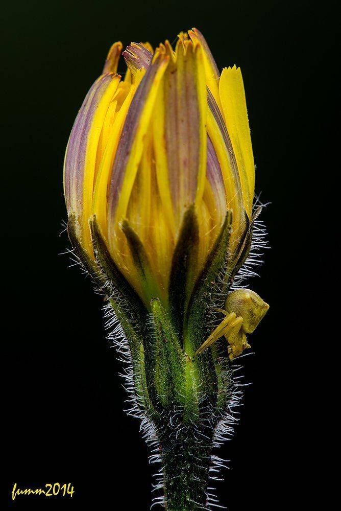 , Игорь ФУММ