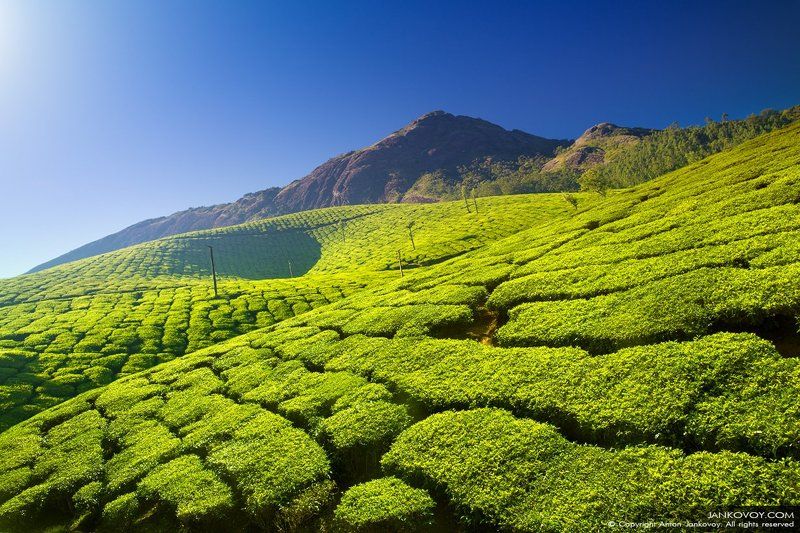 Tea Paradise фото превью