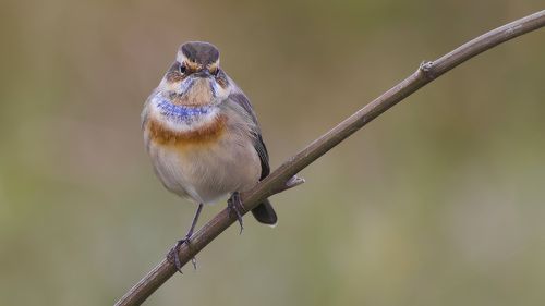 Bluethroat.