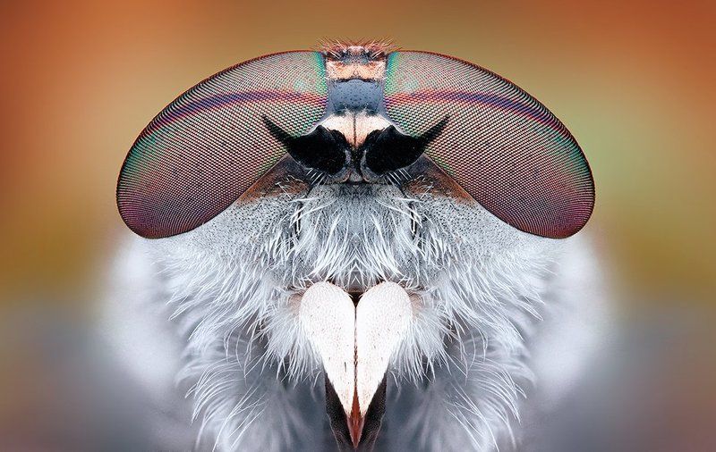 Rayban фото превью