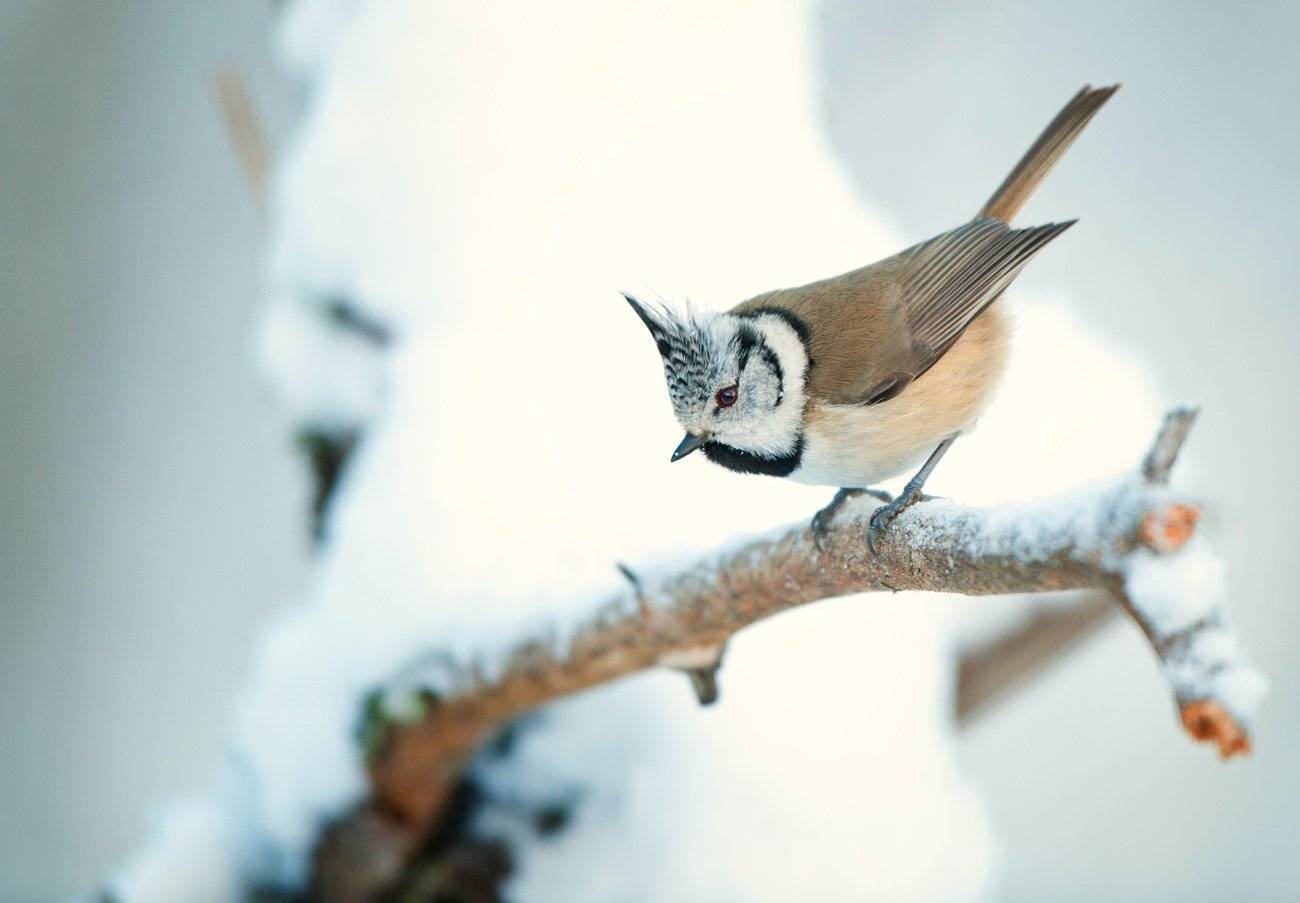 , Юрий Кулаков