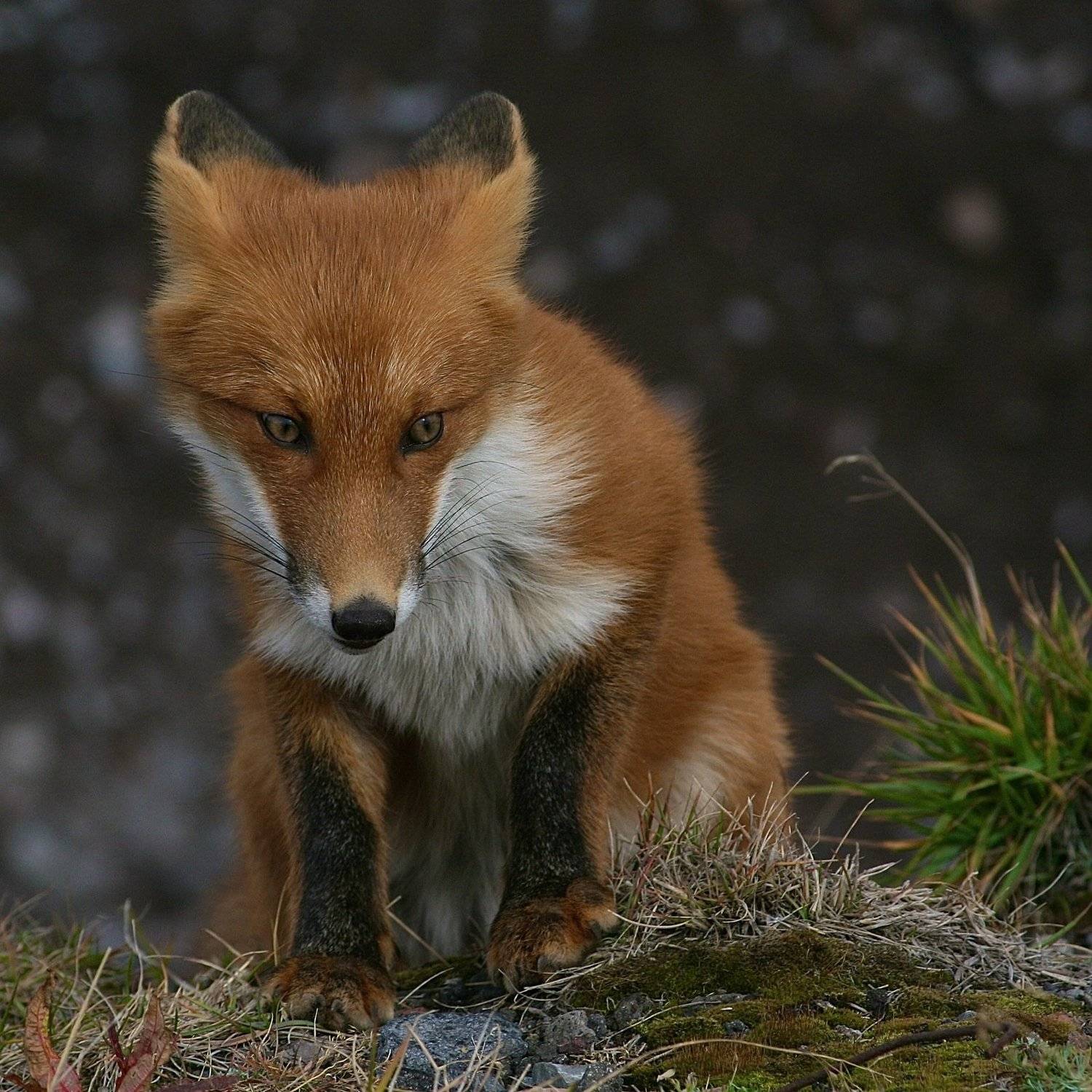 Лиса, Ирина Назарова