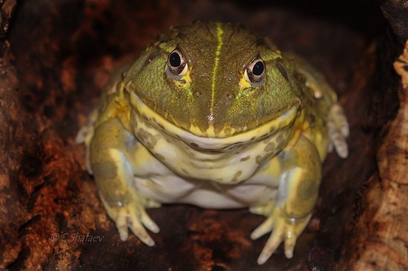 African bullfrog ,Лягушка водонос - Pyxicephalus adspersus фото превью