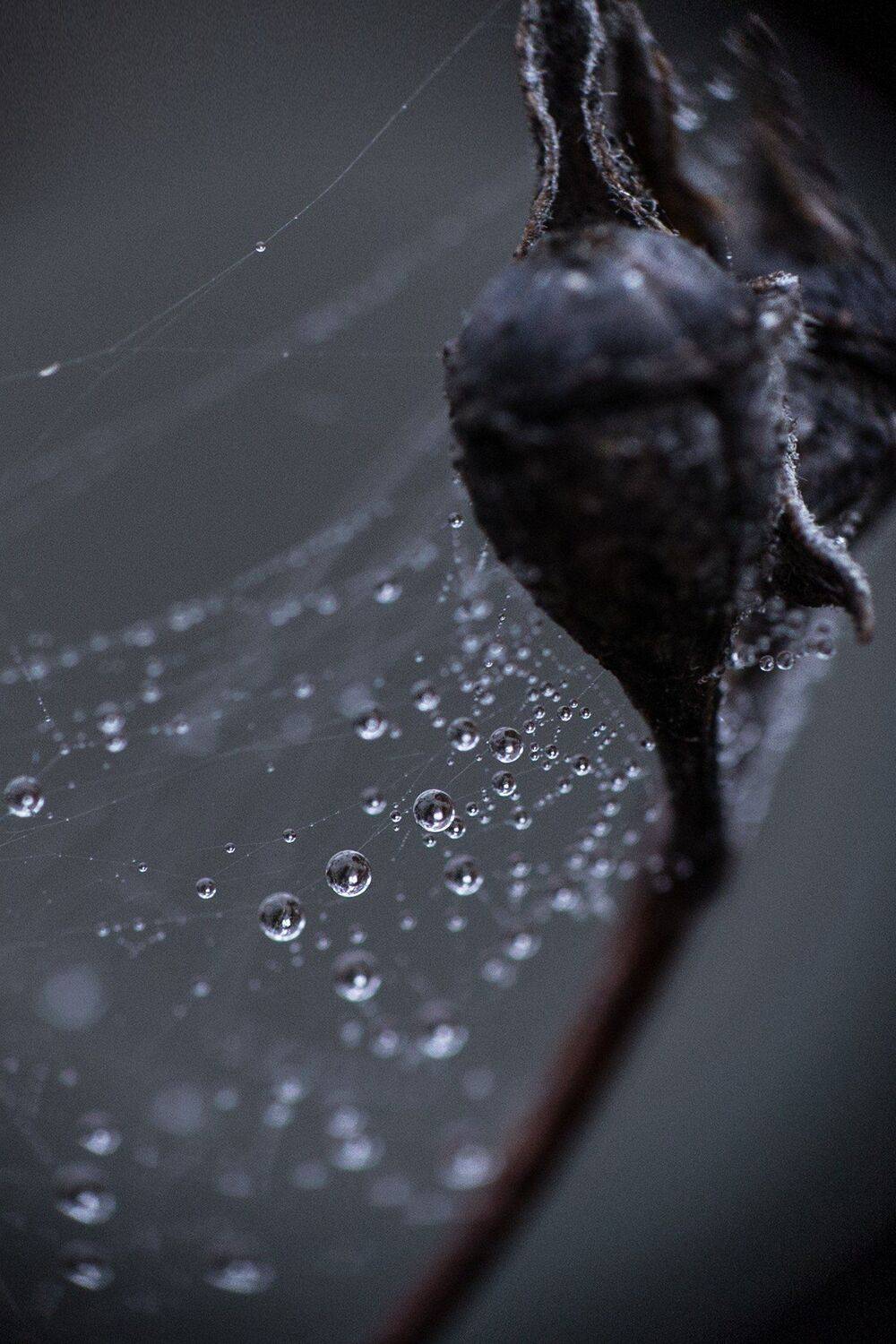 , Владимир Осауленко