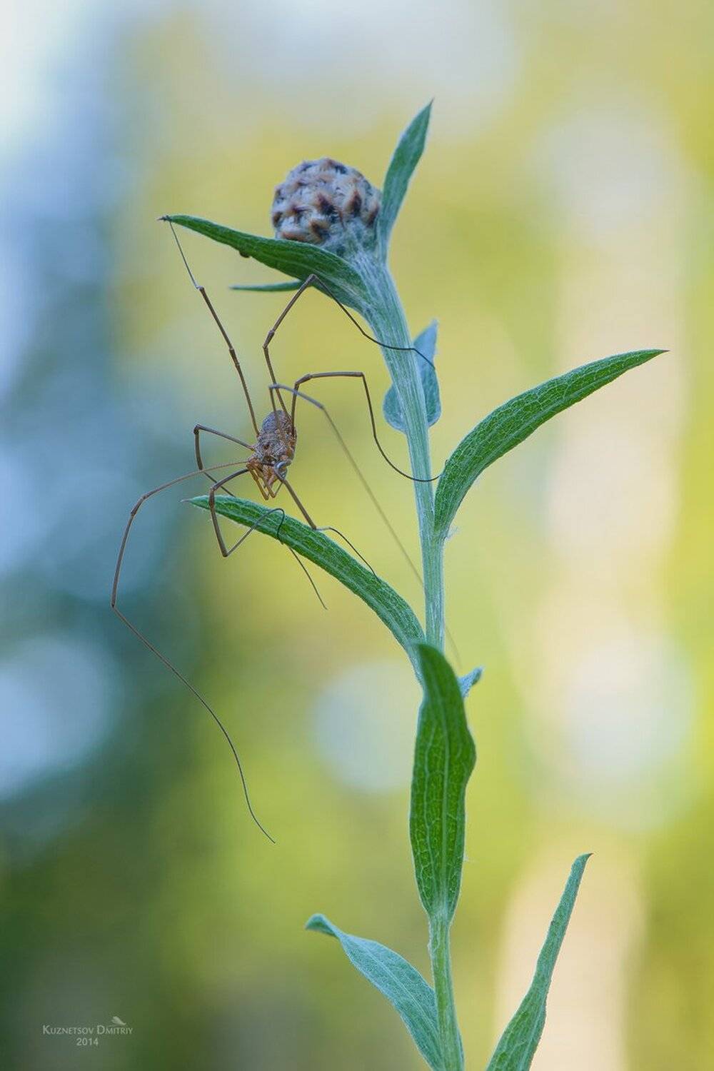 , Кузнецов Дмитрий