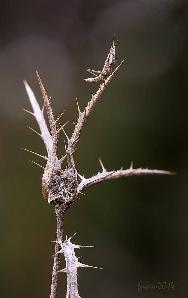 , Игорь ФУММ