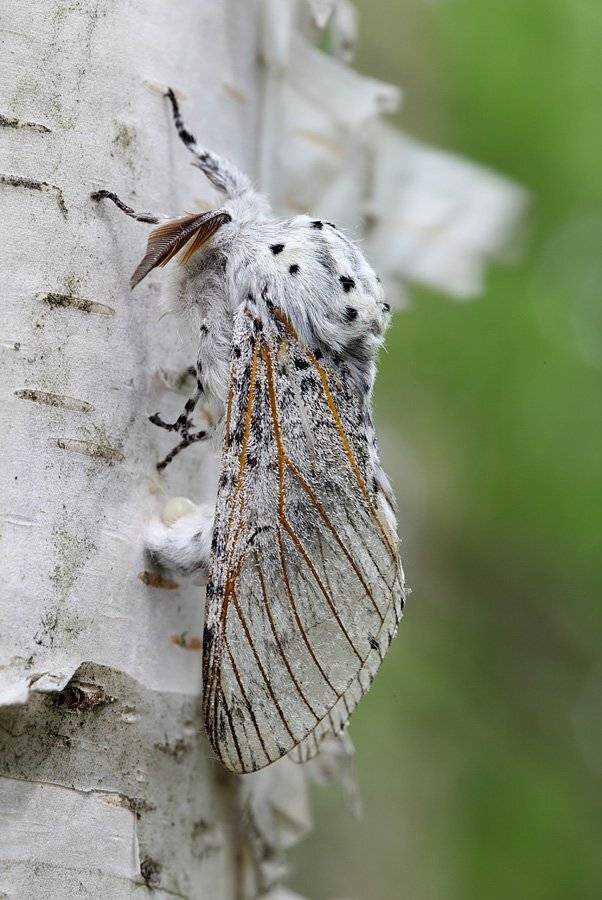 , Сергей Таланов