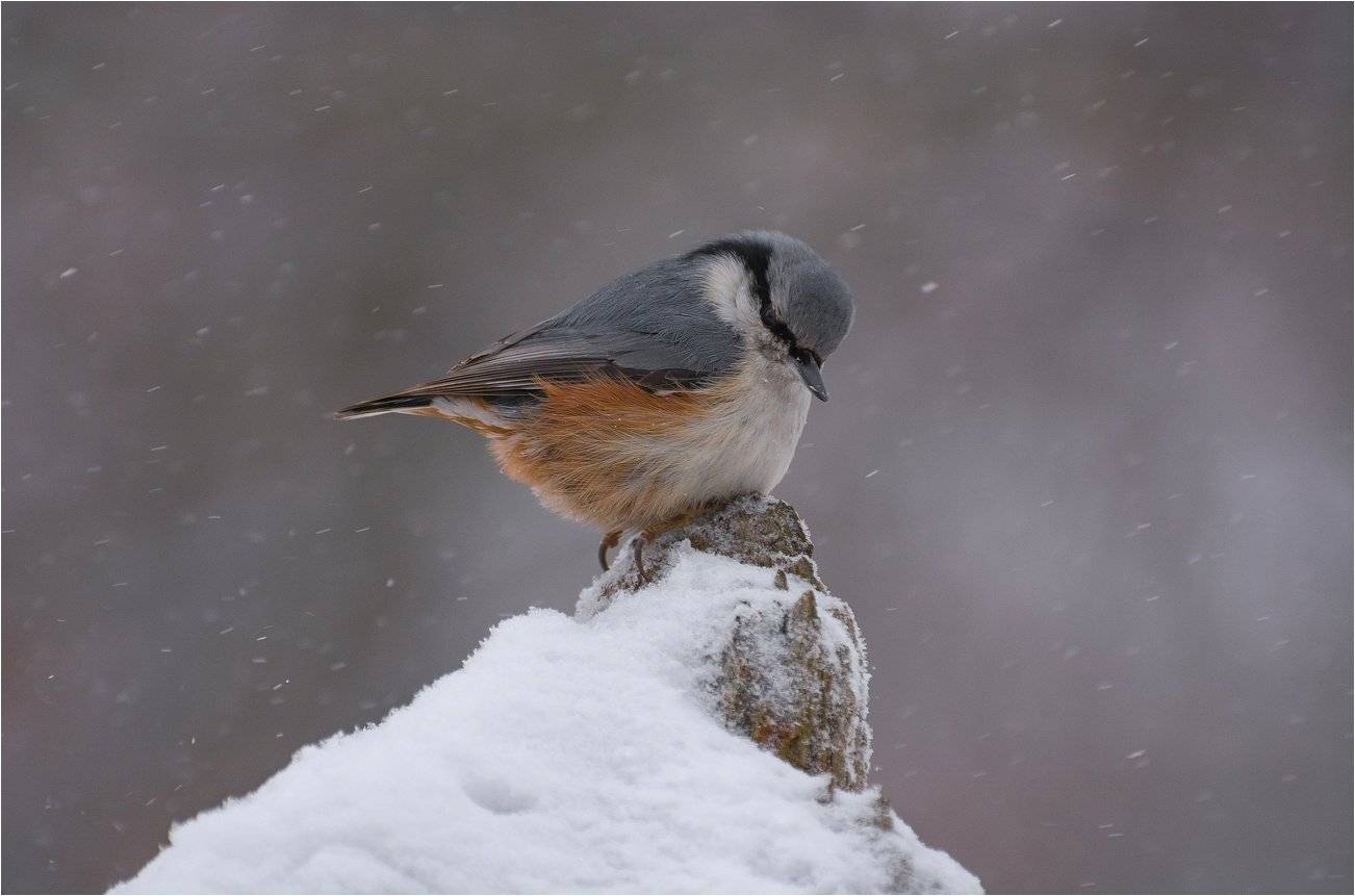 , Руслан Сигушин