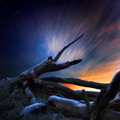 The Second Life of Tree