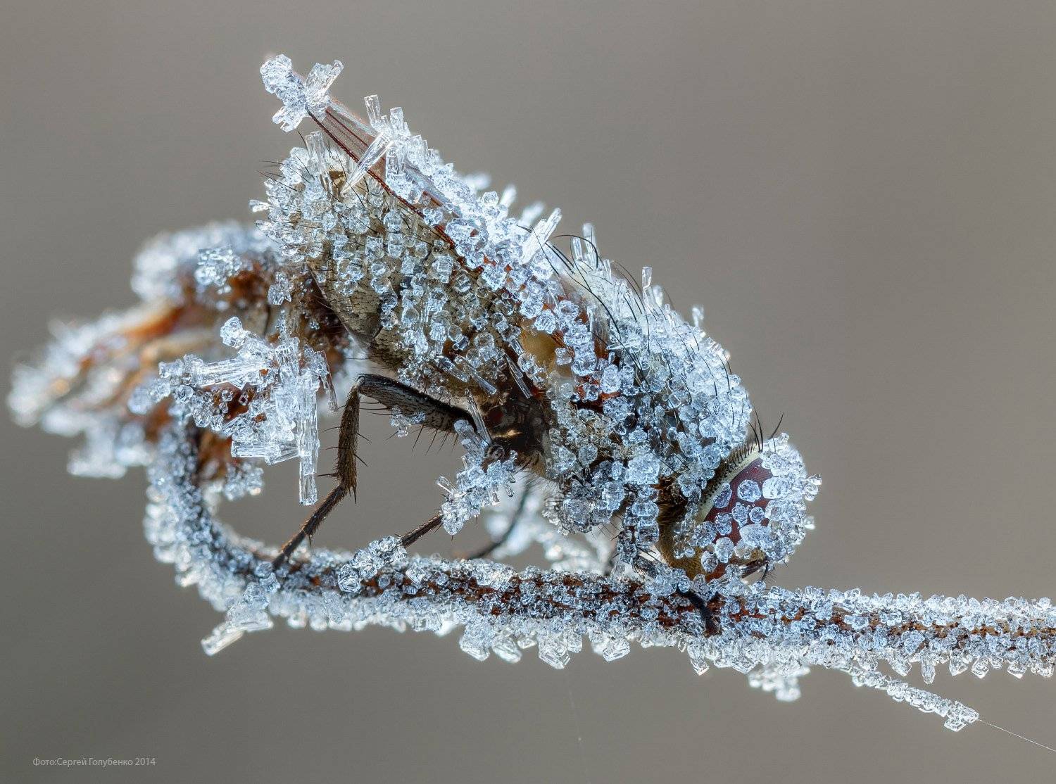 , Сергей Голубенко