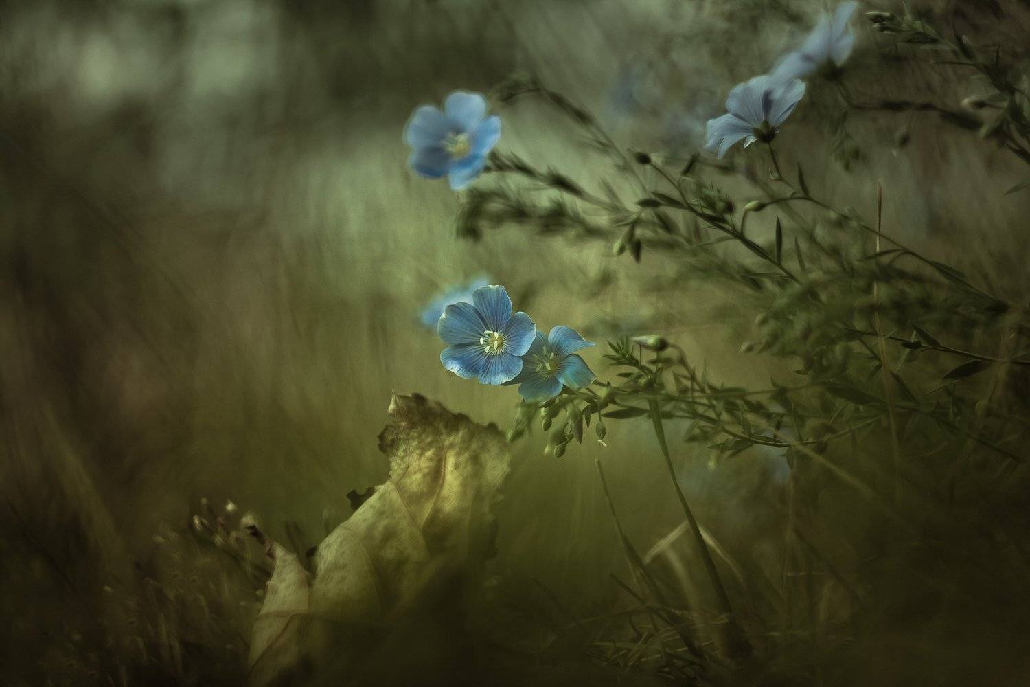 , Gabriel Prescornita