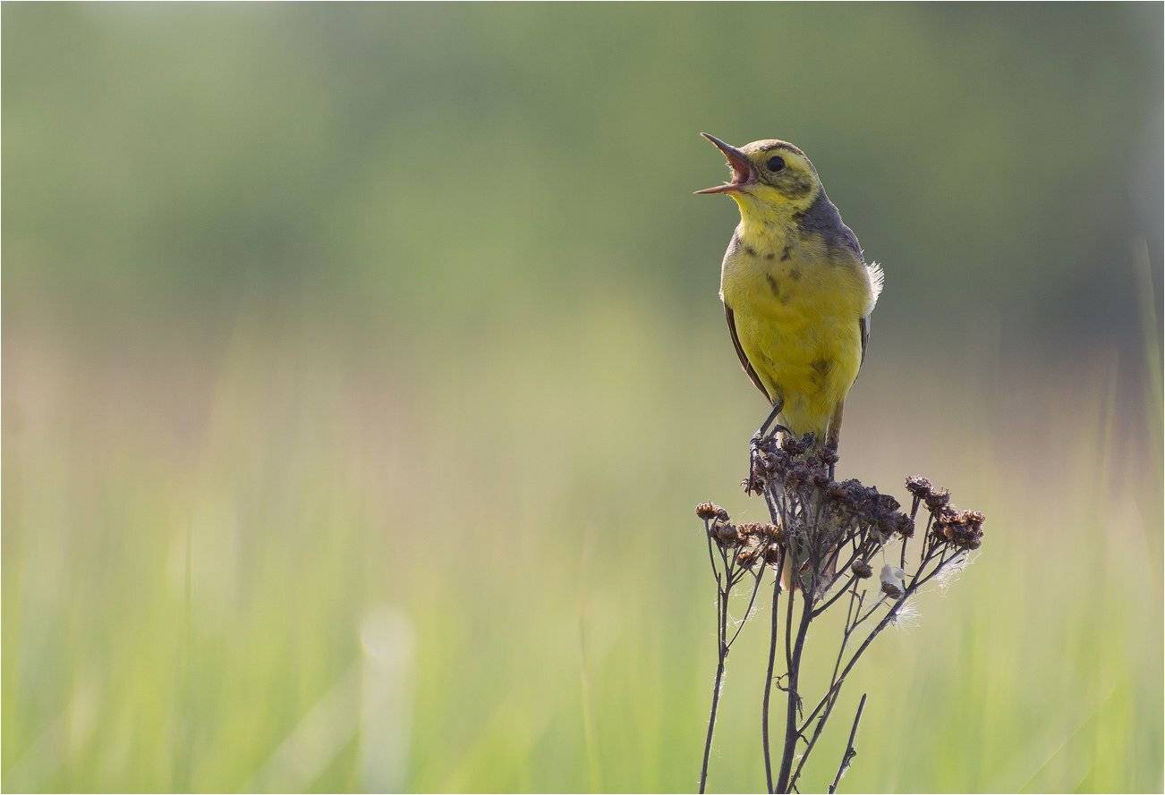 , Руслан Сигушин