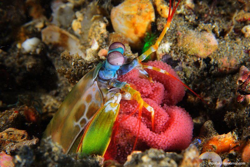 Анилао. Мантис с икрой. фото превью